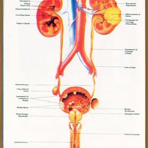 Uti Kidney - Natural Urinary Tract Infection Remedy- Your Ph And Vitamin C Working Together