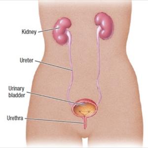 Tests For Chronic Uti Articles - Natural Remedy For Urinary - Cure UTI