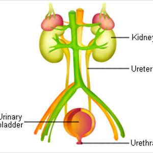 Self Treatment Urinary Tract Infection - Urinary Tract Cures - Why Remedies For Urinary Infection Work Better Than Antibiotics?