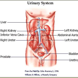 Urinary Tract Infection Pain Relief - How To Recognize And Treat UTI