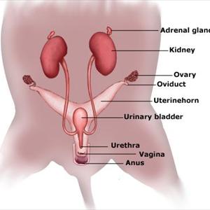 Constant Utis - Urinary Infection Remedies - Treating Urinary Tract Infections With Natural Health