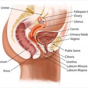 Urinary Bladder Inflammation Definition - You Can Cure UTI With Essential Oils