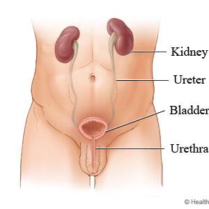 Cure For Uti - Urinary Tract Home Treatment - 5 Ways To Cure Your U.T.I. With No Antibiotics