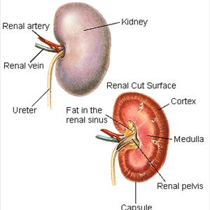 Cranberry Tablets For Uti - How To Determine The Presence Of Kidney Infections?