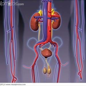 Chronic Urinary Tract Infection Information - Role Of Urinary Tract Organs In Waste Disposal