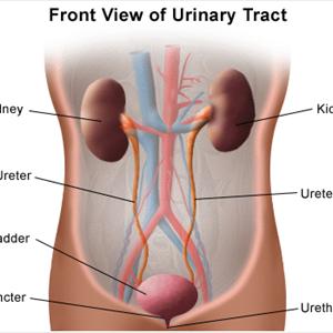 Uti Infection Symptoms Urinary Tract Infection - UTI Alternative - Cure Urinary Tract Infection With Fiber Foods