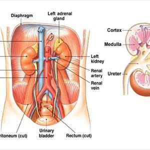 Std Urinary Tract Infections - Prevalence Of Urinary Tract Infection In Females - Why They Are More Prone To UTI