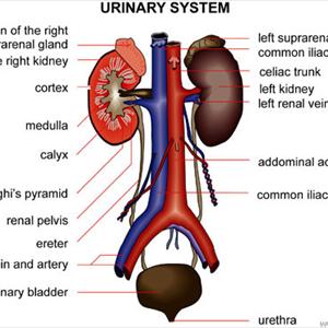 Homeopathic Treatment For Uti - Why Drinking Water Helps Prevent Urinary Tract Infections