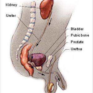 Urinary Tract Infection Home Treatment - Do You Really Know What An Enlarged Prostate Is