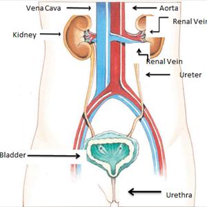 Urinary Tract Infection Elderly - UTI And Causes